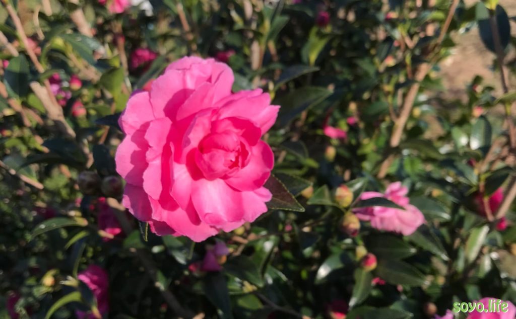 開花した山茶花
