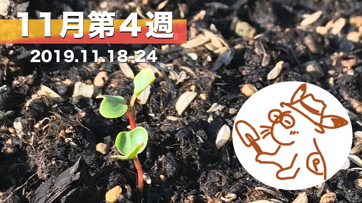 家庭菜園を楽しむー11月第4週の様子カード
